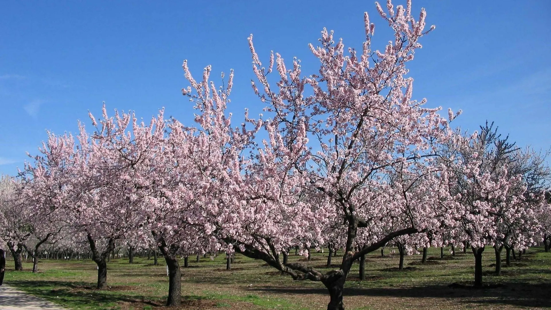 Horreo Campos (Mallorca)